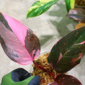 No.010/-TGK-r50404-/Philodendron Pink princess ’Marble king‘/フィロデンドロン ピンクプリンセンス ’マーブルキング‘の画像6