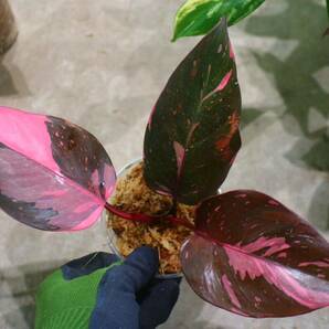 No.010/-TGK-r50404-/Philodendron Pink princess ’Marble king‘/フィロデンドロン ピンクプリンセンス ’マーブルキング‘の画像1