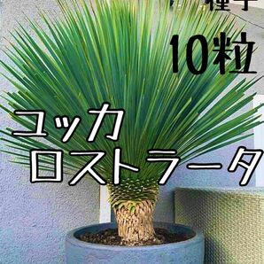 ユッカ　ロストラータ　種子10粒