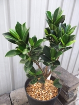 写真現物「フィカス・ベビーリーフ＊Ficus baby leaf」５号　_画像2