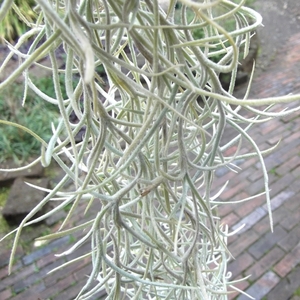 「チランドシア・ウスネオイデス 太葉50～60cm＊Tillandsia usneoides」写真同等品　