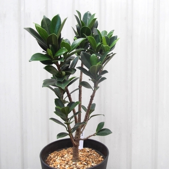 写真現物「フィカス・ベビーリーフ＊Ficus baby leaf」５号　