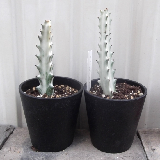 「ホワイトゴースト×２鉢＊Euphorbia lactea White Ghost」3.5号×2　写真同等品　