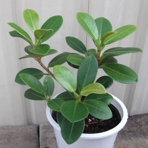 「センカクガジュマル＊Ficus microcarpa」３号　写真同等品　