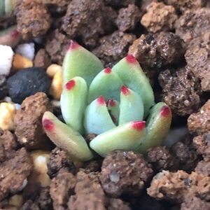 多肉植物　ミックスベリア　赤鬼　繁殖苗