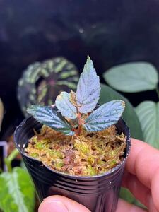 Begonia sp. Batang Ai ベゴニアspバタンアイ　子株1株　原種ベゴニア/パルダリウム/熱帯植物