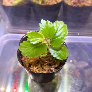 Begonia sp Costa Rica ベゴニアspコスタリカ　1株　原種/パルダリウム/熱帯植物