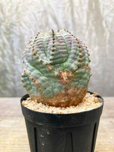 Euphorbia obesa F75【モンスト】ユーフォルビア オベサ