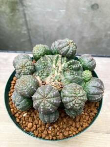 Euphorbia obesa F88【モンスト・子吹】ユーフォルビア オベサ