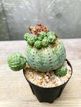 Euphorbia obesa F91【モンスト・子吹】ユーフォルビア オベサ_画像1