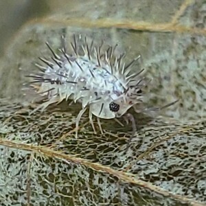 5匹+α 　アイボリースパイキー　ラウレオラ　　亜成体　ダンゴムシ　ワラジムシ　ワラダン　Laureola sp.ivory spiky