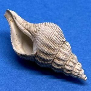 貝 標本 クロハライトマキシワバイ 死殻