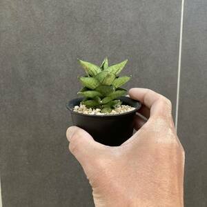 【ハイブリッド】サンセベリア Durian サンスベリア sansevieria