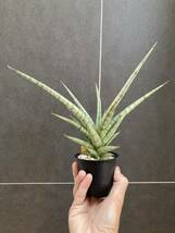 【ご縁がありますように 5円〜】サンセベリア Cinta サンスベリア Sansevieria_画像4