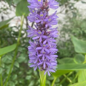 ポンテデリアコルダータ 1株 水生植物 ビオトープ めだか 水草 宿根 池 紫花