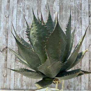 【ALISFY EXOTIC PLANTS】US株 希少 HIDDEN AGAVE shawii x parrasana hybrid 大株②シャウイーXパラサナ ハイブリッド アガベの画像3