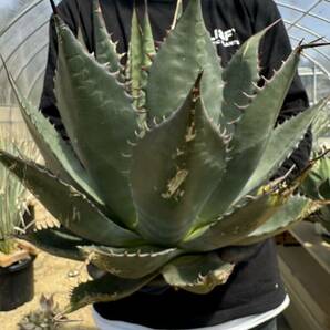 【ALISFY EXOTIC PLANTS】US株 希少 HIDDEN AGAVE shawii x parrasana hybrid 大株②シャウイーXパラサナ ハイブリッド アガベの画像8