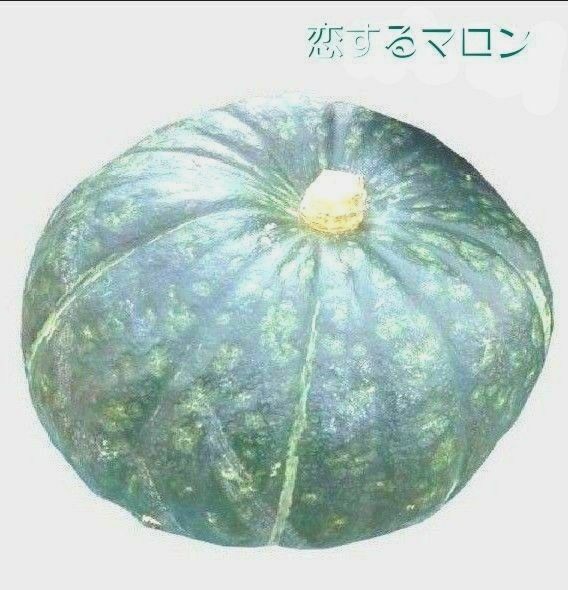 【 種子 】かぼちゃ　１５粒