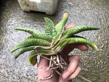 多肉植物・サボテン　ガステリア実生苗3_画像4