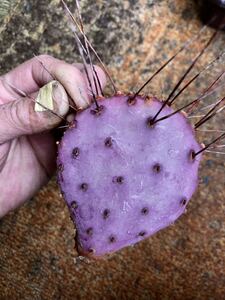 多肉植物・サボテン　オプンチア・サンタリタ　4