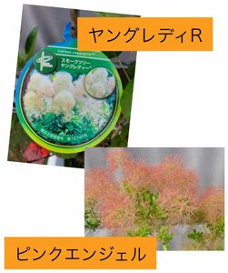 PY1スモークツリー桃 白花 接木高さ65~70cm4.5号ポット物2品種セット