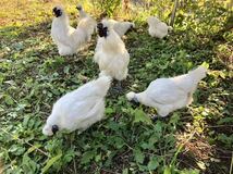 東京烏骨鶏の卵　有精卵　ニワトリ　烏骨鶏の孵化　送料無料　10個セット_画像3