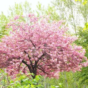 ★ジオラマ樹木★八重桜 60mm 根付き1本 ★ジオラマハウス製★の画像2