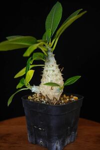 3パキポディウム　ウィンゾリー×バロニー Windsorii x Baronii hyb. コーデックス　良型　塊根植物　実生1