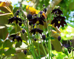 ◆『ブラック・バロー』◆西洋オダマキ◆種子20粒