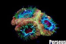 ＜Perseus＞《カクオオトゲキクメイシ×Gold》 [アクアリウム][サンゴ][海水]　_画像2