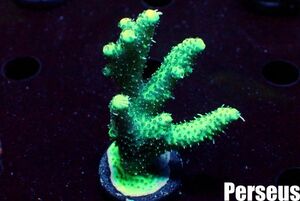 ＜Perseus＞《ハイマツミドリイシ》　[アクアリウム][サンゴ][海水]　