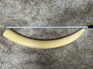 象牙風 牙 一本物 一本牙 白材芯料 天然素材 全長約約65cm 重量約2.7㎏ オブジェ②