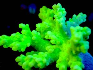【New aquarium】【サンゴ】カワラフサトサカ メタリックグリーン Sサイズ 海水魚 サンプル画像 ソフトコーラル