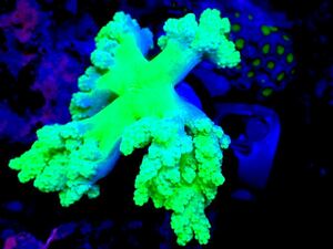 [New aquarium][ coral ] leather rough satosaka metallic green M size No.3 saltwater fish individual sale soft coral 