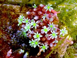 [New aquarium][ coral ] Ishigakijima production tsutsuumizuta green color No.1 ±6-10 saltwater fish individual sale soft coral 