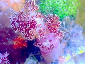 【New aquarium】【サンゴ】 オオトゲトサカ レッド系 Ｎｏ．2 海水魚 個体販売