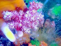 【New aquarium】【サンゴ】 オオトゲトサカ レッド系 Ｎｏ．3 海水魚 個体販売_画像2