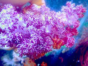 【New aquarium】【サンゴ】 オオトゲトサカ レッド系 Ｎｏ．5 海水魚 個体販売