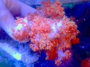 【New aquarium】【サンゴ】 オオトゲトサカ オレンジ系 Ｎｏ．6 海水魚 個体販売