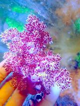 【New aquarium】【サンゴ】 オオトゲトサカ レッド系 Ｎｏ．3 海水魚 個体販売_画像1