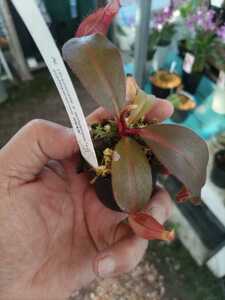 【食虫植物】ネペンテス N. (truncata x ephippiata) x palawanensis #NNN【ウツボカズラ】