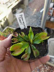 [ meal insect plant ] fly toligsa( fly toli saw ) hand .(...) Dionaea muscipula Temari[ the first appearance ]