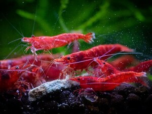 {Surf&Turf} red Cherry shrimp total 10 pcs 