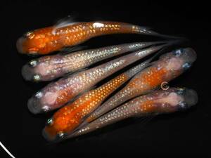 【メダカ　めだか】紅華ｘ王華　若魚　3ペア　H-11【現物出品】