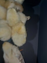 比内鶏　原種　有精卵 ６個セット　食用可_画像4