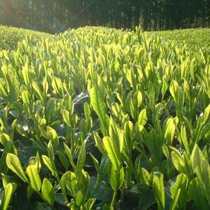 こだわりのお茶屋さんの玄米茶■玄米茶  1Kｇ ②■リフレッシュに玄米茶★なつかしい味と香り★お茶の画像3