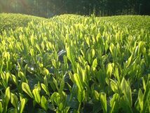 こだわりのお茶屋さんの特上青柳■特上青柳1ｋｇ　②■人気の一品★上質な青柳★お茶★緑茶_画像3