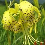 キヒラトユリ・１鉢、開花見込球、秋田産、栽培球、9cmポット植え込み★