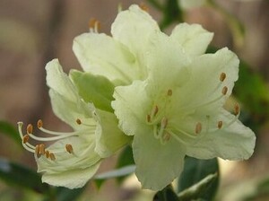 天城ヒカゲツツジ、蕾付き、３鉢、草丈３０cm前後、１８ｃｍ鉢植え込み