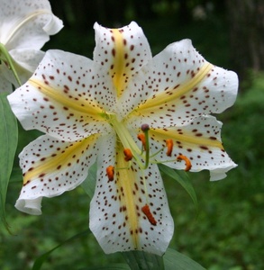 yama lily *2 pot, blooming see included lamp,9cm pot .. included *